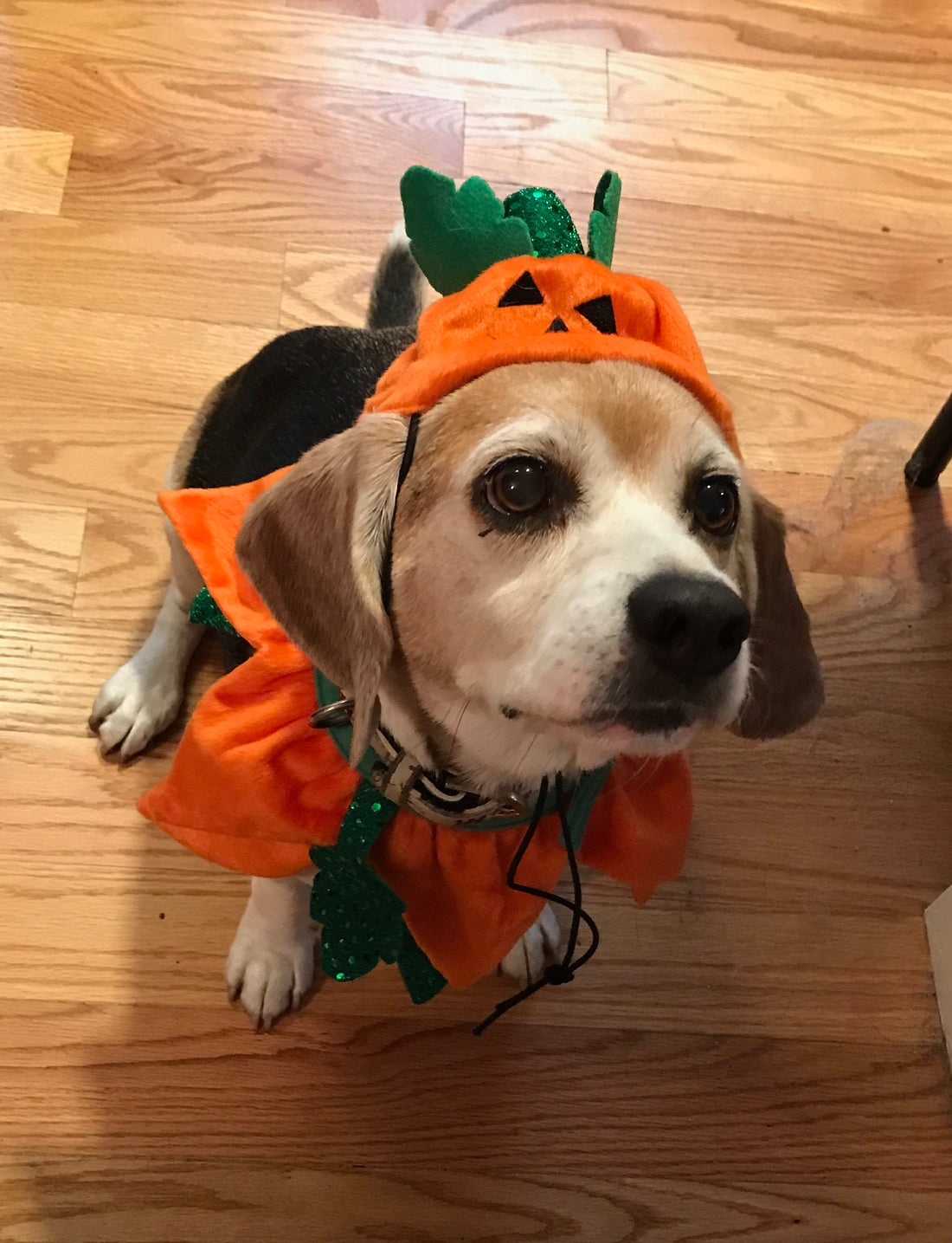 CoTM October 2019: Fat Jack O'Lantern